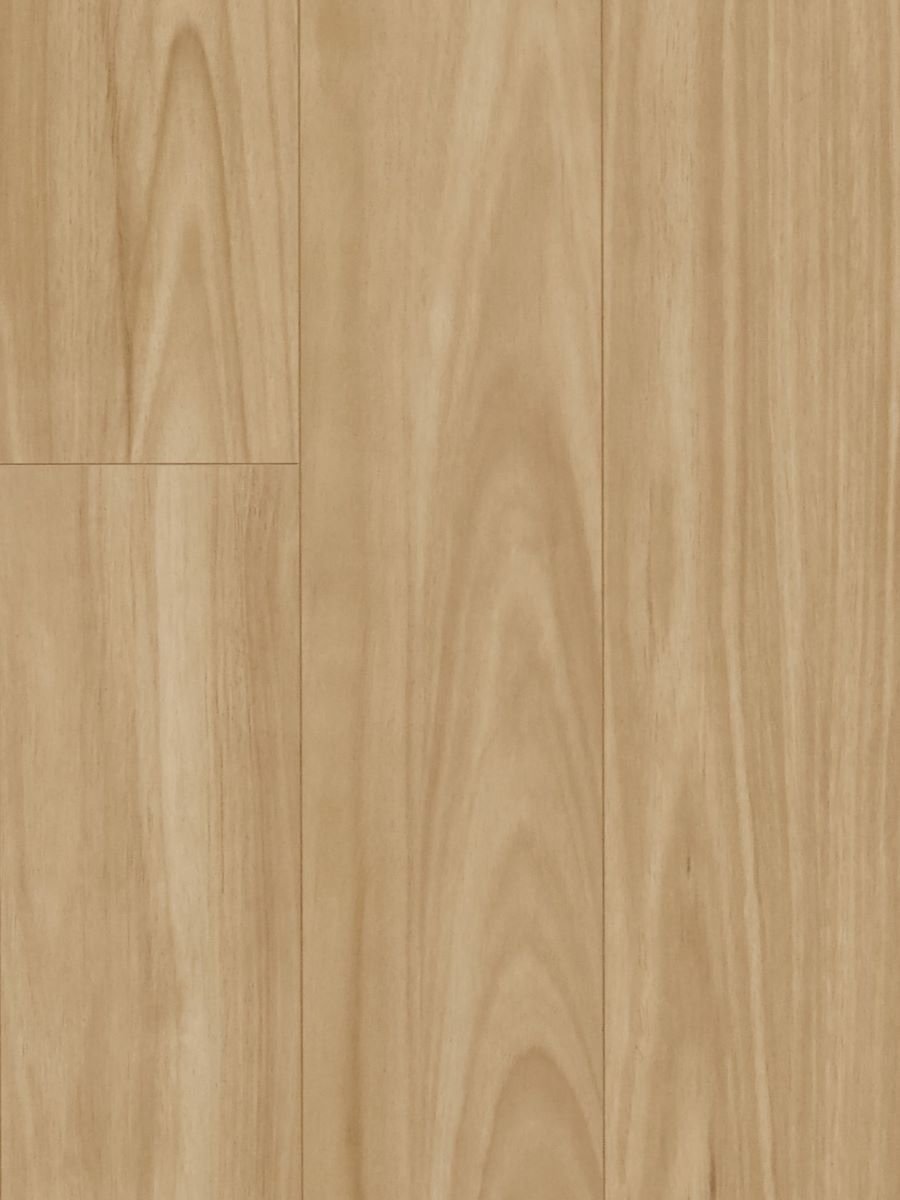 HTT - MTF - Blackbutt