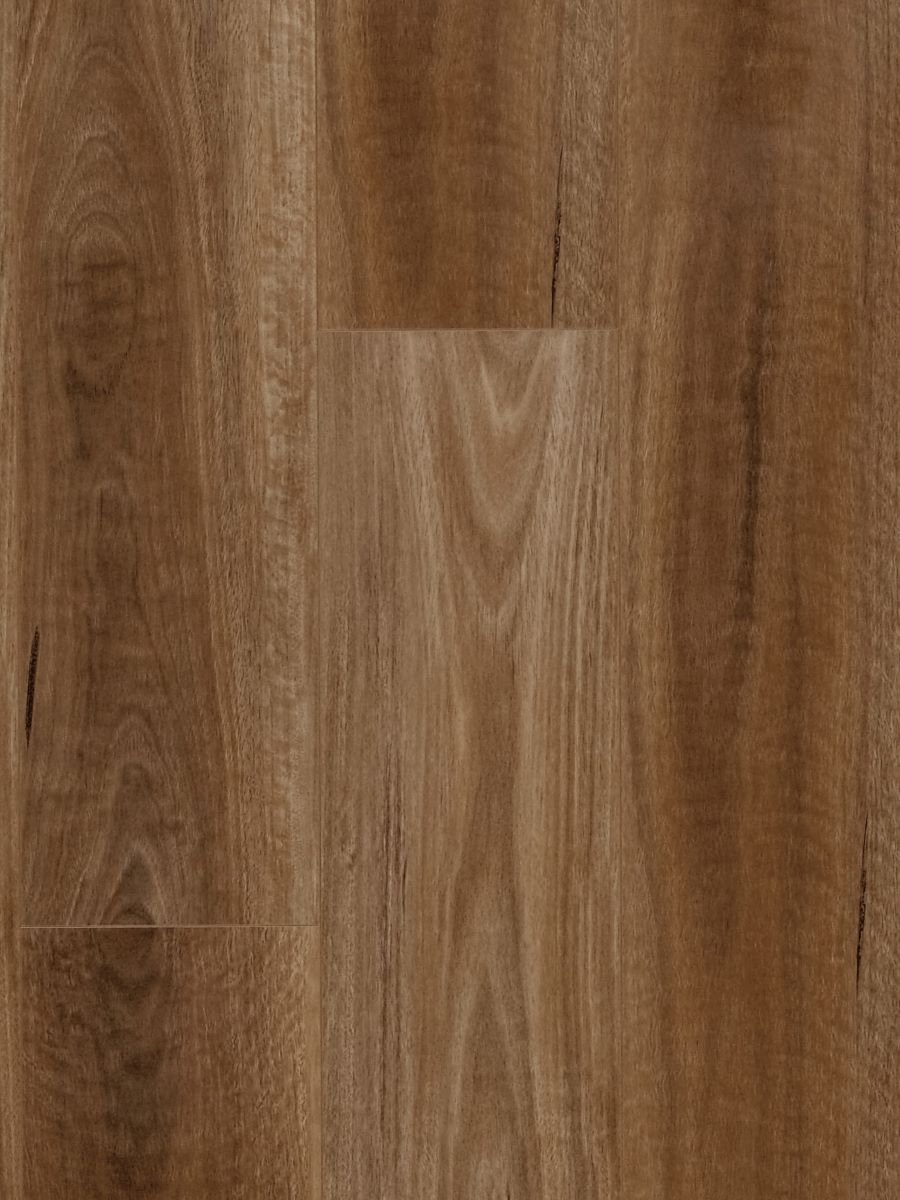 HTT - MTF - Spotted Gum